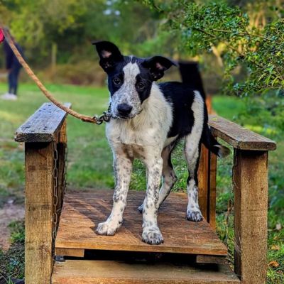 Education canine positive