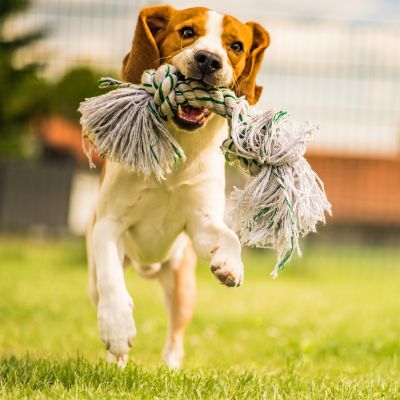 Après midi récréatives chiens Cotentin